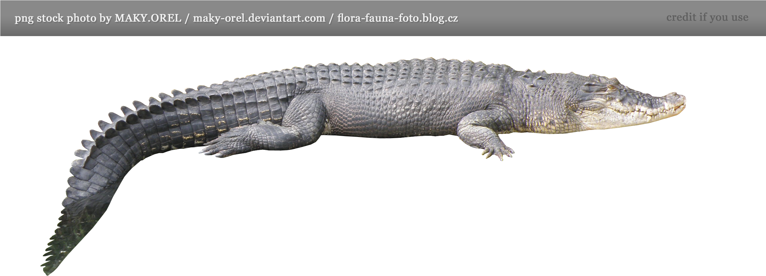 Allpng001 Load20180523 Transparent Png Sticker - Crocodile Tail Png (900x338), Png Download