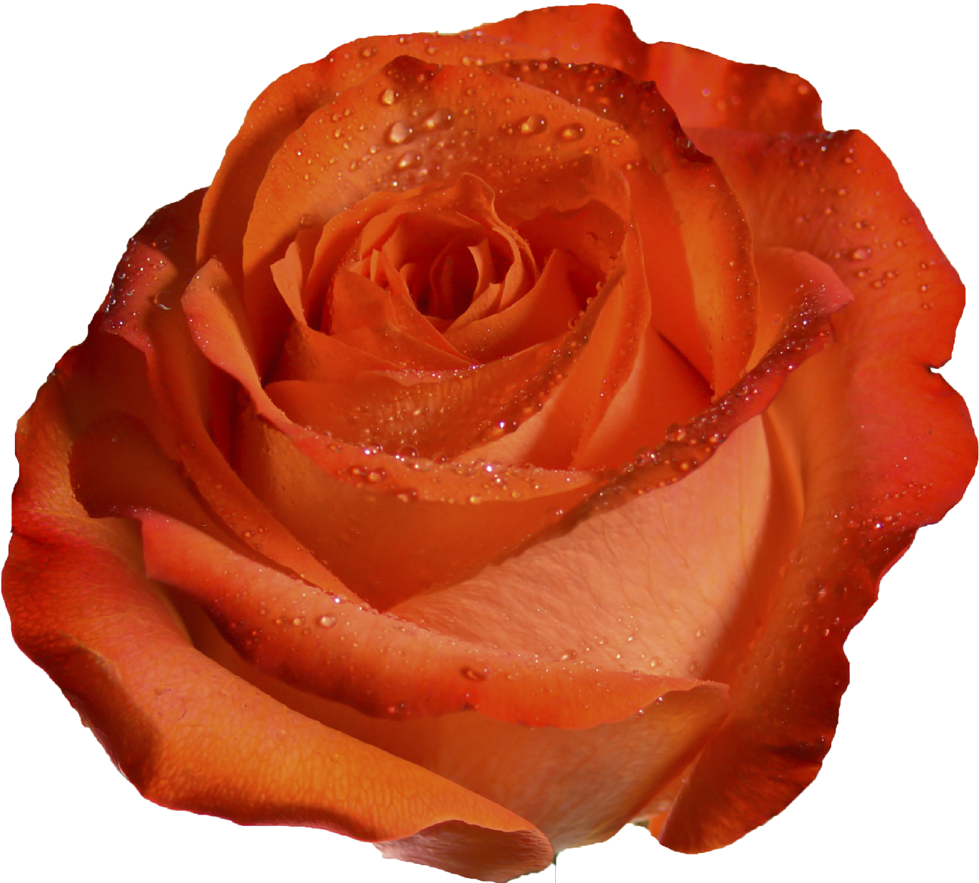 06 Glam Coral - Peach (1417x1417), Png Download