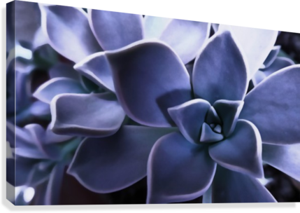 Succulent Purple Canvas Print - Houseleek (429x304), Png Download