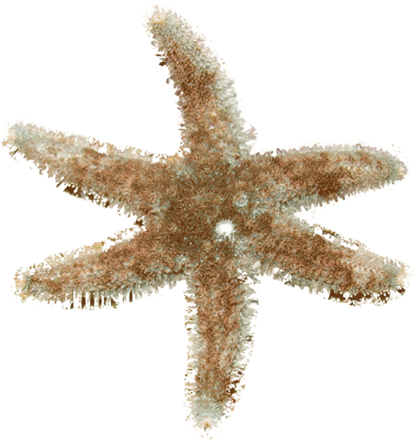 Starfish (600x700), Png Download