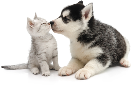 You Cover The Kisses, Petplan Covers The Rest - Cat And Dog Transparent Background (477x307), Png Download