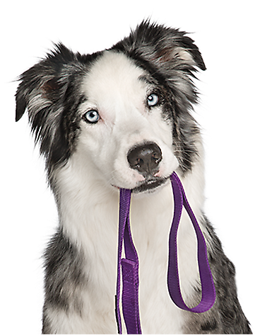Picture Of Puppy Dog Hd Dog Training Puppy And Adult - Dog Training (550x600), Png Download