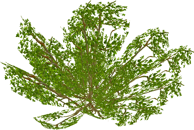 Ground Bush 3 - Vascular Plant (639x639), Png Download