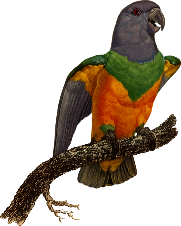 All Photo Png Clipart - Macaw (601x750), Png Download