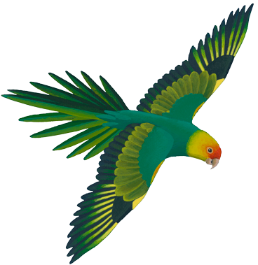 Parrot Clipart Real - Green Flying Parrot Png (371x385), Png Download