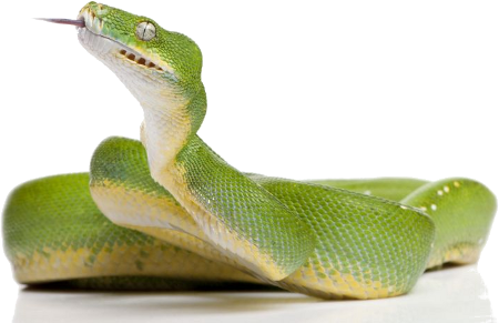 Green Snake Png Clipart - Green Snake Png (450x291), Png Download