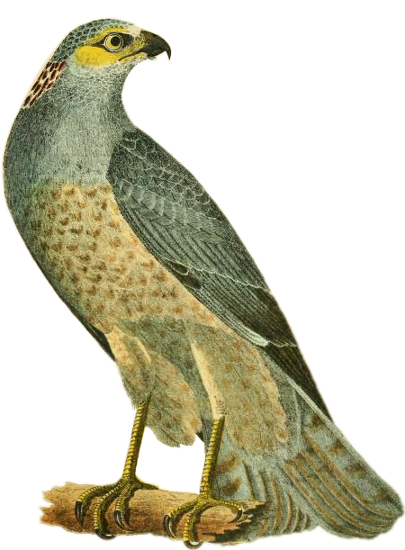 Bird Sticker - Hen Harrier (450x611), Png Download