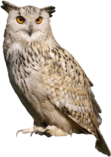 Free Png Owl Sitting Png Images Transparent - Great Horned Owl Png (480x640), Png Download