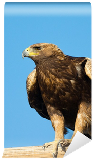 Golden Eagle Sitting On A Perch , Oregon Wall Mural - Golden Eagle (400x400), Png Download