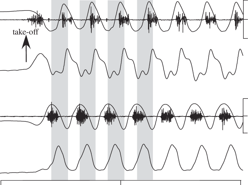 Representative Recordings Of The Pigeon Supracoracoideus - Plot (806x601), Png Download
