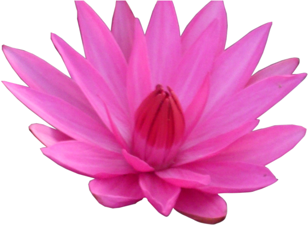 Lotus Clipart Transparent Background - Lotus Transparent (640x480), Png Download