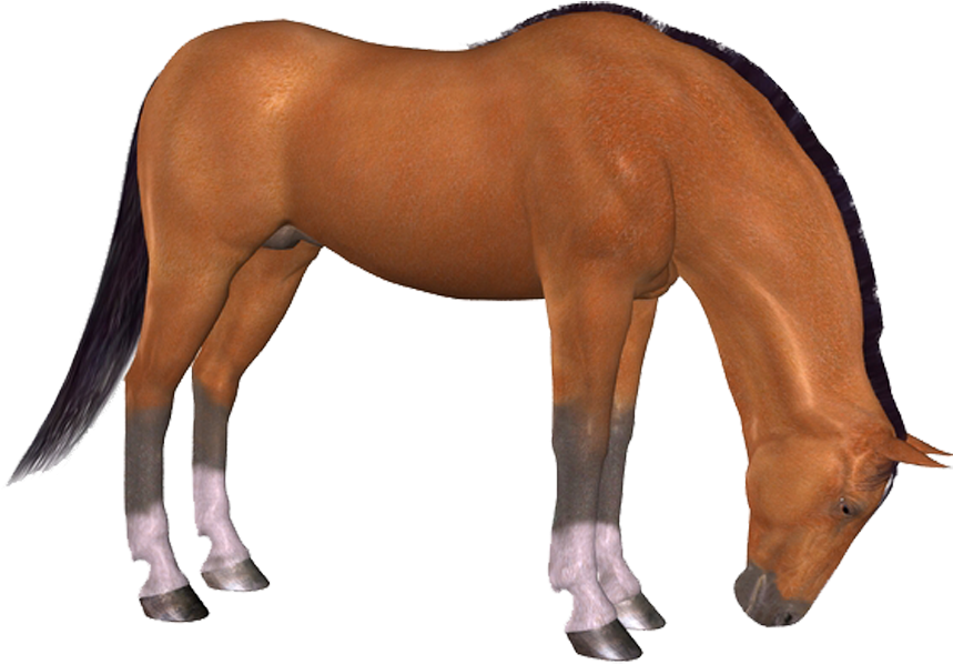 Png Horse, Png At, Png Horse Images, Png At Resimleri, - Photoshop (888x908), Png Download