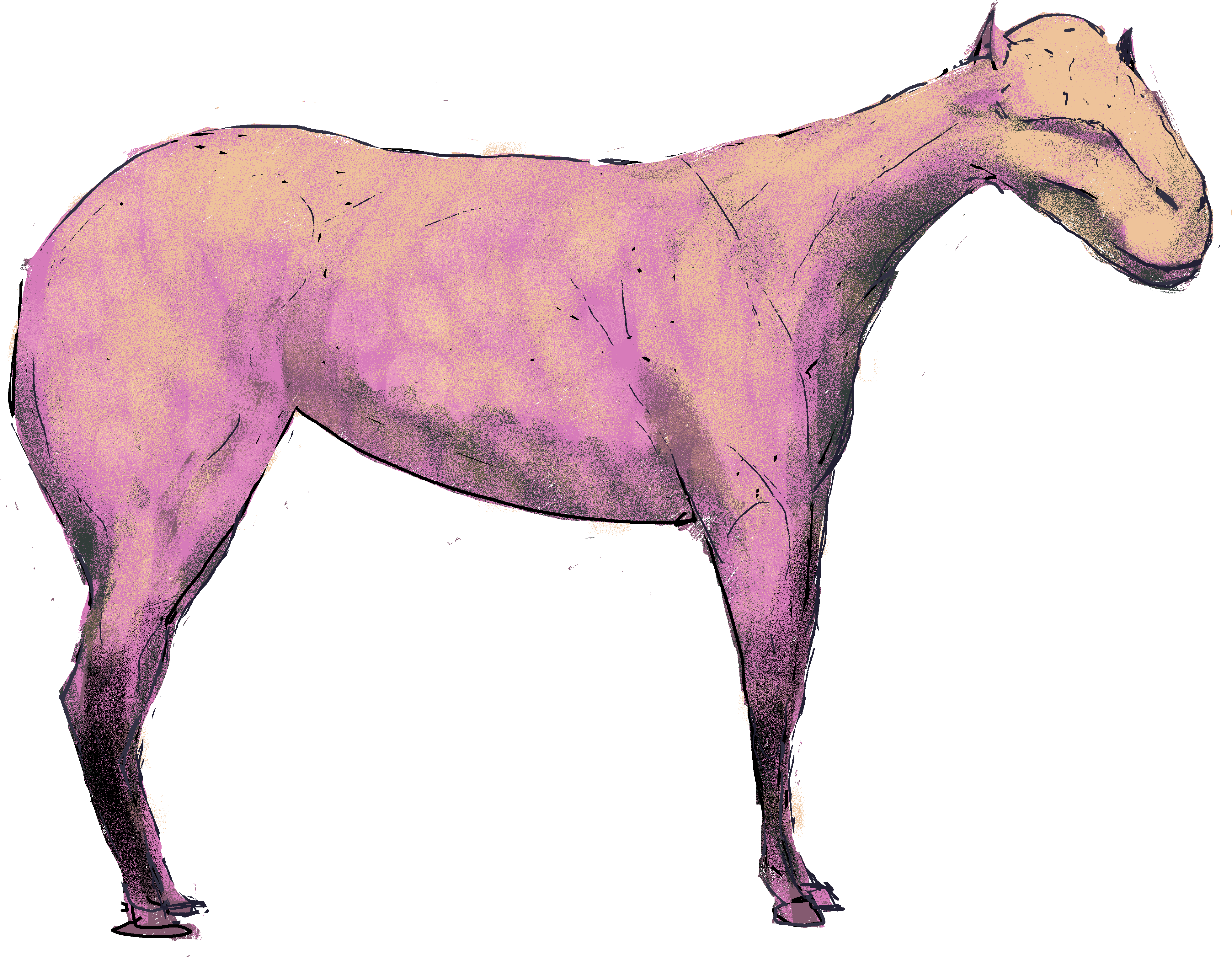 Horse , - Mustang Horse (4961x3508), Png Download