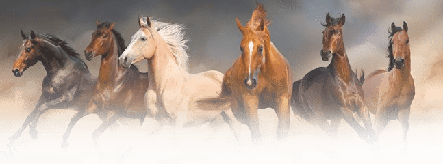 Total Horse Channel - Horses Birthday For Teenager (647x240), Png Download