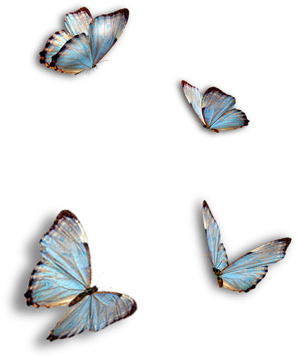Butterflies, Blue, Insect, Png, Isolated - Ragdoll Kitty And Butterflies (540x720), Png Download
