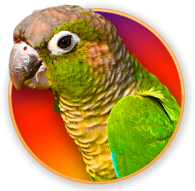 Green Cheek Conure Png (400x400), Png Download