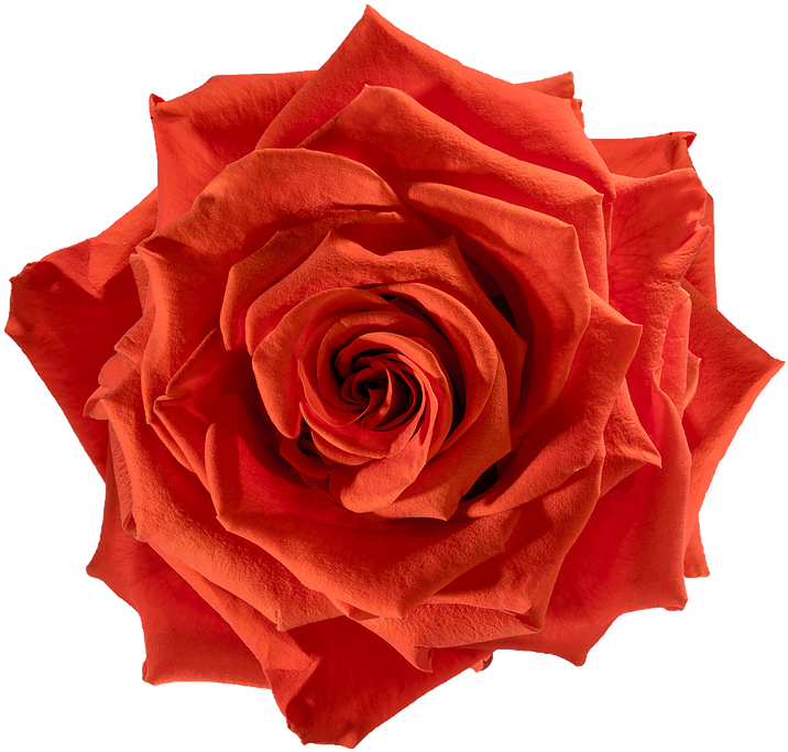Preserved Rose Orange Fire - Rose (738x738), Png Download