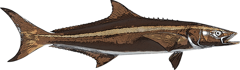 Cobia (800x235), Png Download