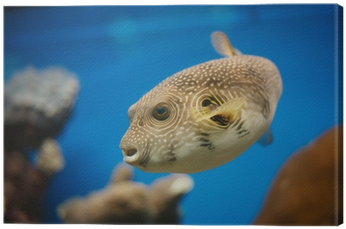 Red Sea Fishes (400x400), Png Download