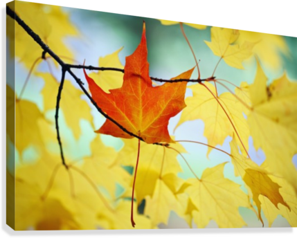 Oregon, United States Of America - Gallery-wrapped Canvas Art Print 10 X 7 Entitled An (429x344), Png Download