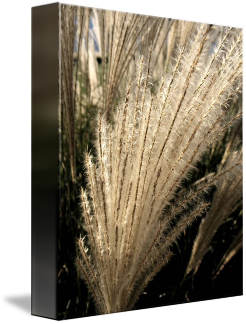 Gallery-wrapped Canvas Art Print 8 X 10 Entitled Black (494x650), Png Download