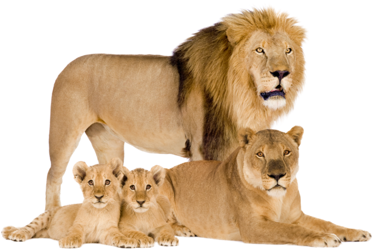 Sometimes You Will Want To Recover Specific Items From - Lion Lioness And Cubs (770x521), Png Download
