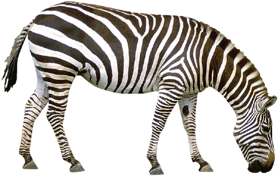 101 First Words: Animals [book] (562x356), Png Download
