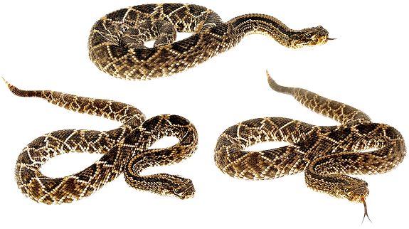Snake Terrarium Bastards Animals Camo Veno - Pine Snake No Background (591x340), Png Download