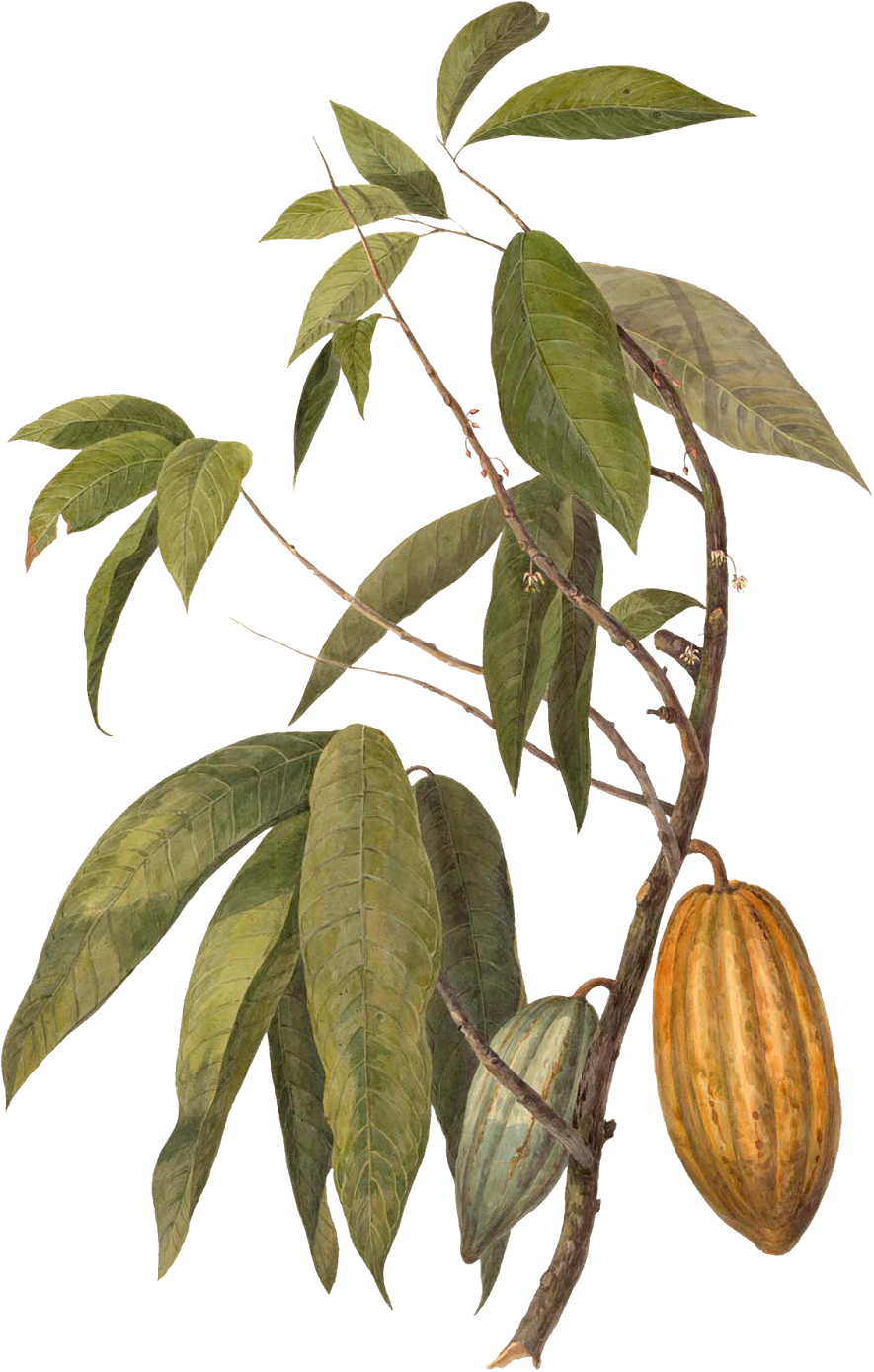 Theobroma Cacao (1237x1600), Png Download