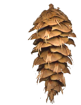 Douglas Fir Cone (350x351), Png Download