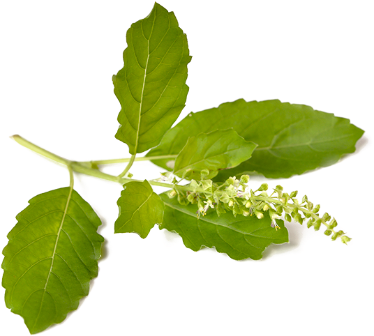 Download Hd Tulsi Holy Basil Transparent Png Image Nicepng Com