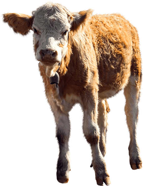 Becerro Png (851x720), Png Download