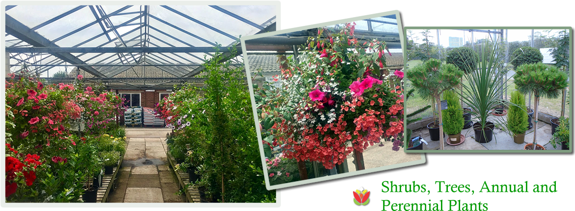 Sandy Lane Nuseries - Sandy Lane Nurseries (1170x454), Png Download