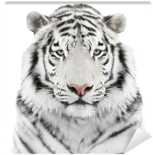White Tiger Png - White Tiger Wall Head (400x400), Png Download