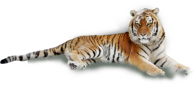 Tiger Laying Down White Background (643x285), Png Download