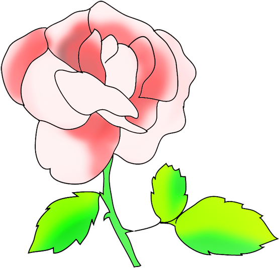 Floral Clip Art Pink Rose (591x568), Png Download