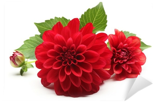 Red Dahlia Flower (400x400), Png Download