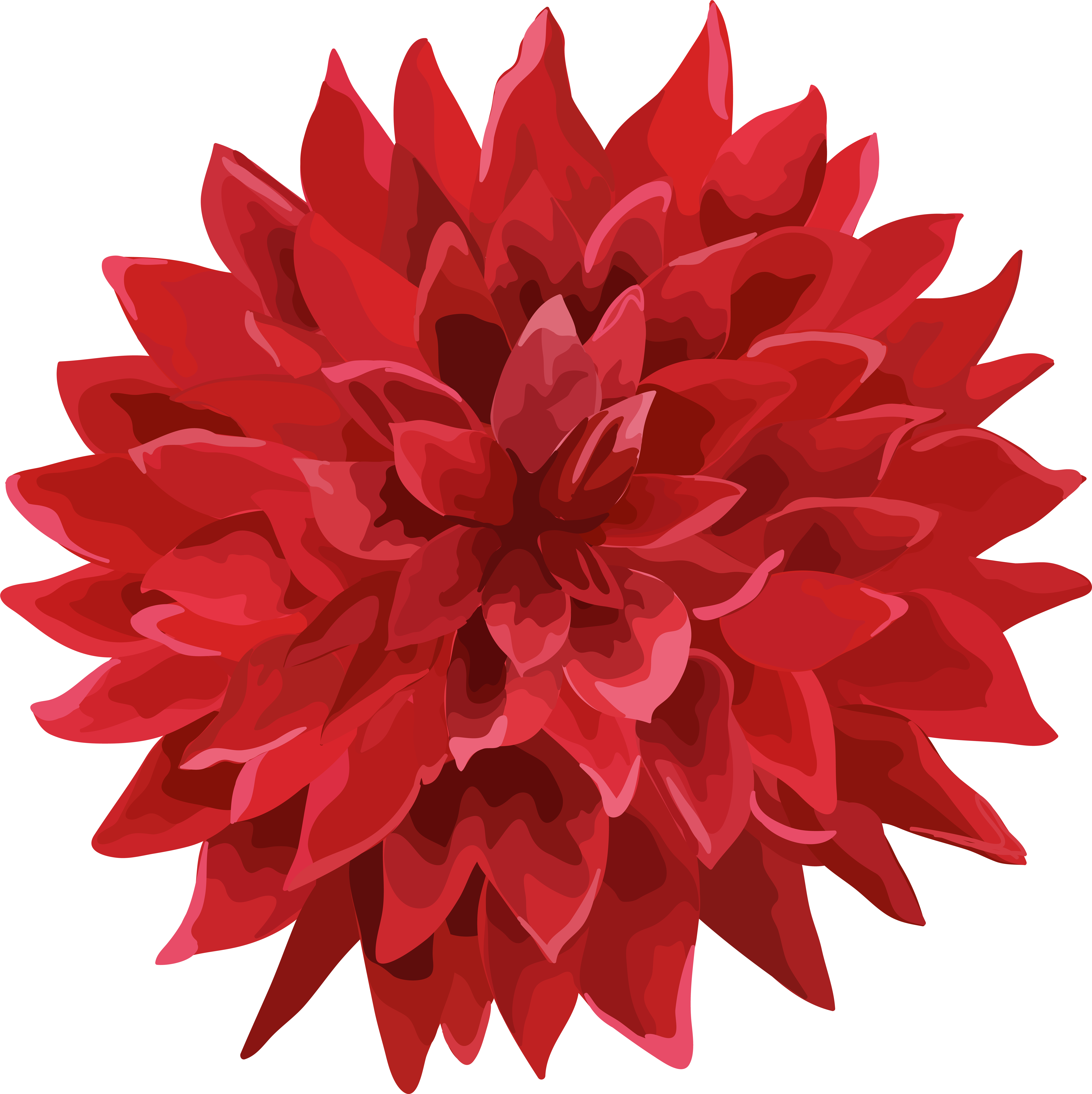 Dahlia Flower Png (7985x8000), Png Download