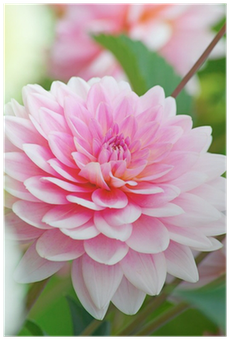 Adesivo Decorativo De Porta - Flores - 053cnpt Auto (400x400), Png Download
