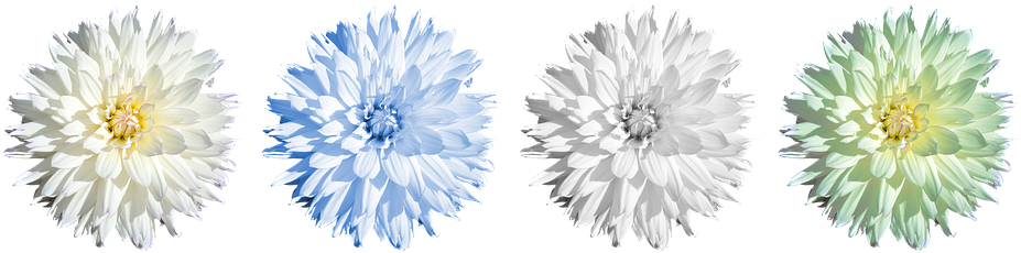 Dahlia, Blossom, Bloom, Flower, Dahlia Garden - Dahlia (960x244), Png Download