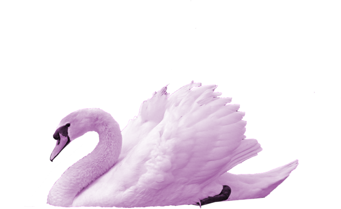 The Swan - Transparent Swan Png (800x800), Png Download