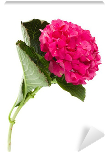 Hydrangea (400x400), Png Download