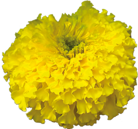 Zendu Png (500x554), Png Download