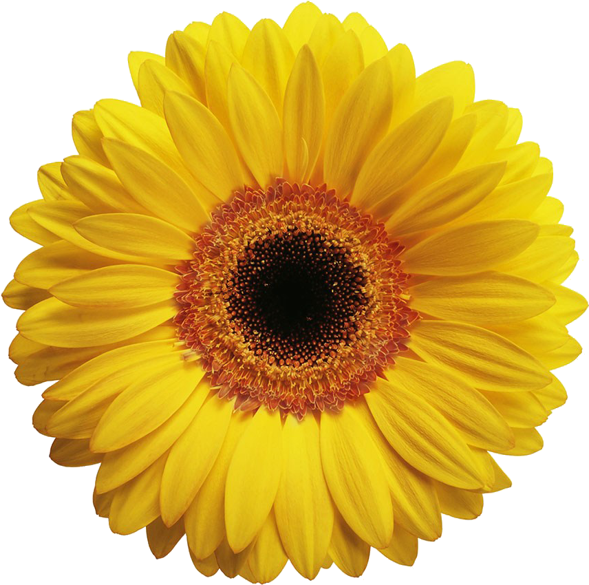 黄色菊花 - Gerbera Flower Yellow (1024x1024), Png Download