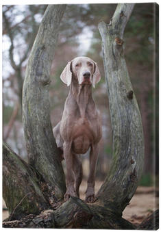 Weimaraner (400x400), Png Download
