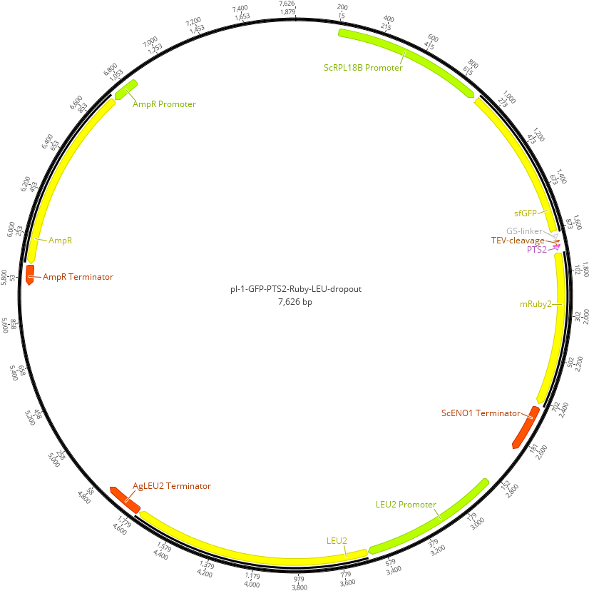 Lv1 Plasmid Containing The Sequence Coding For The - Circle (1551x874), Png Download