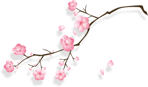 Cherry Blossom (517x303), Png Download