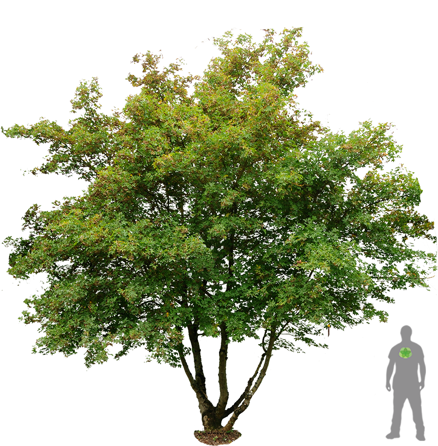 Acer Campestre Feldahorn S F Flx026253f5dfa2dbdf6 - Acer Campestre Png (900x1200), Png Download