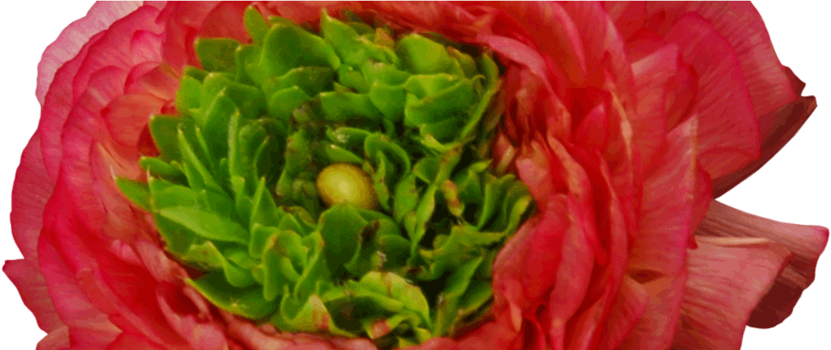 Buttercup (1490x497), Png Download