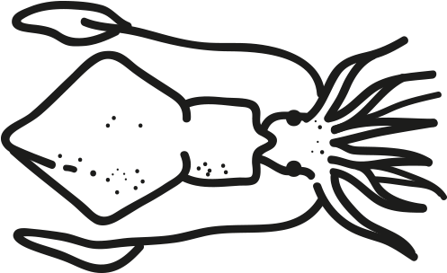 Indian Baby Squid - Loligo (796x500), Png Download